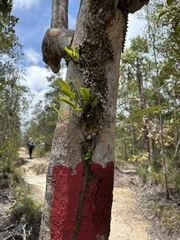 Lecanopteris sinuosa (Lecanopteris sinuosa)