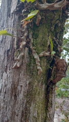 Lecanopteris sinuosa (Lecanopteris sinuosa)