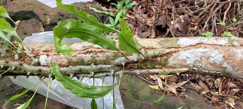 Lecanopteris sinuosa (Lecanopteris sinuosa)