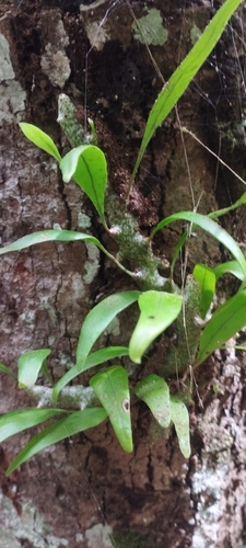 Lecanopteris sinuosa (Lecanopteris sinuosa)