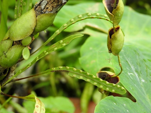 Lecanopteris sinuosa (Lecanopteris sinuosa)