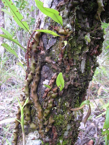 Lecanopteris sinuosa (Lecanopteris sinuosa)