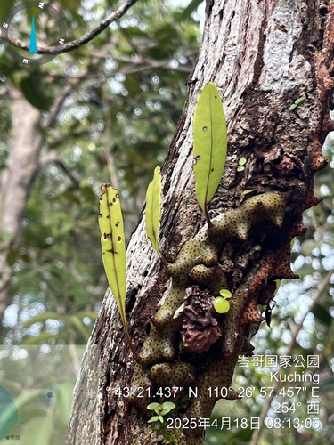 Lecanopteris sinuosa (Lecanopteris sinuosa)
