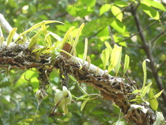 Lecanopteris sinuosa (Lecanopteris sinuosa)