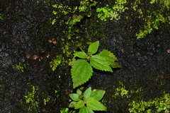 Lecanthus peduncularis (Lecanthus peduncularis)