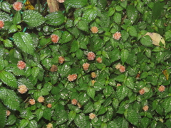 Lecanthus peduncularis (Lecanthus peduncularis)