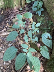 Lecanthus peduncularis (Lecanthus peduncularis)