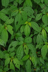 Lecanthus peduncularis (Lecanthus peduncularis)