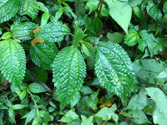 Lecanthus peduncularis (Lecanthus peduncularis)
