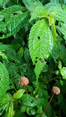 Lecanthus peduncularis (Lecanthus peduncularis)