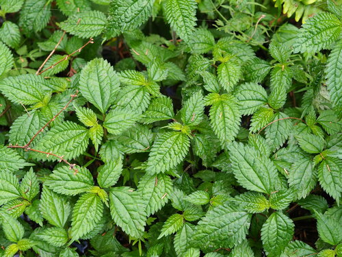 Lecanthus peduncularis (Lecanthus peduncularis)