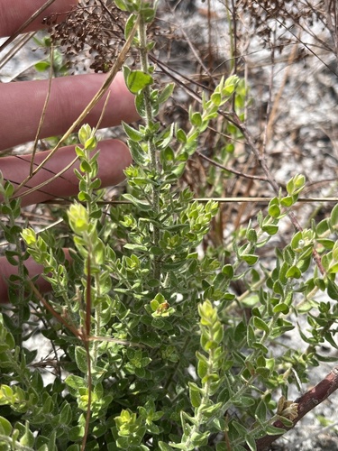 Nodding pinweed (Lechea cernua)