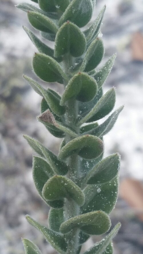 Nodding pinweed: Nodding Pinweed
