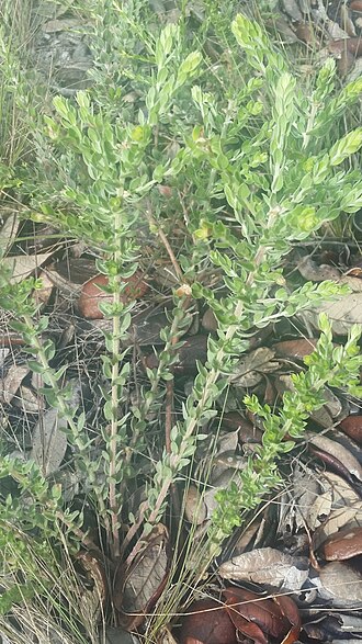 Nodding pinweed: Nodding Pinweed