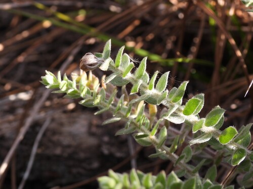 Nodding pinweed (Lechea cernua)