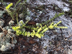 Nodding pinweed (Lechea cernua)