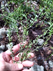 Nodding pinweed (Lechea cernua)