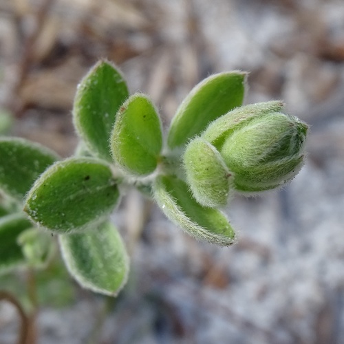Nodding pinweed (Lechea cernua)