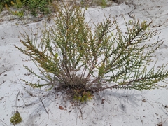 Nodding pinweed (Lechea cernua)