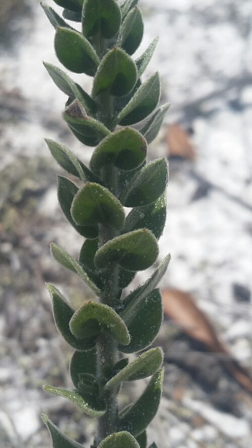 Nodding pinweed: Nodding Pinweed