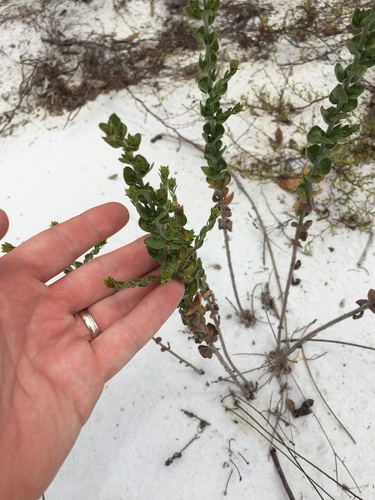 Nodding pinweed (Lechea cernua)