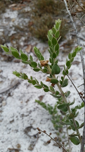 Nodding pinweed (Lechea cernua)