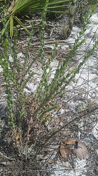 Nodding pinweed: Nodding Pinweed