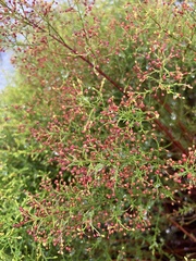 Deckert's pinweed (Lechea deckertii)