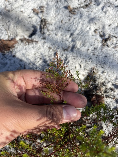 Deckert's pinweed (Lechea deckertii)