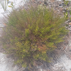 Deckert's pinweed (Lechea deckertii)