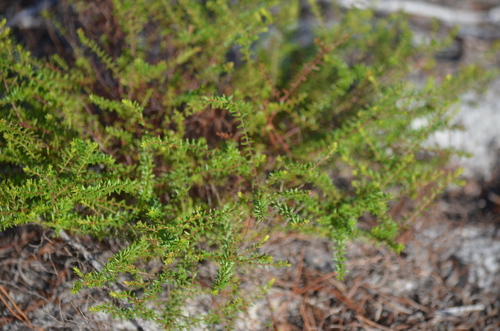 Deckert's pinweed (Lechea deckertii)