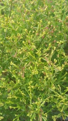Deckert's pinweed (Lechea deckertii)