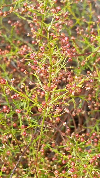 Deckert's pinweed: Deckert's pinweed