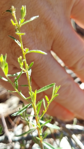Deckert's pinweed (Lechea deckertii)