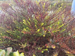 Deckert's pinweed (Lechea deckertii)