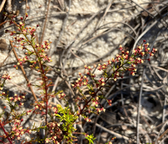 Deckert's pinweed (Lechea deckertii)