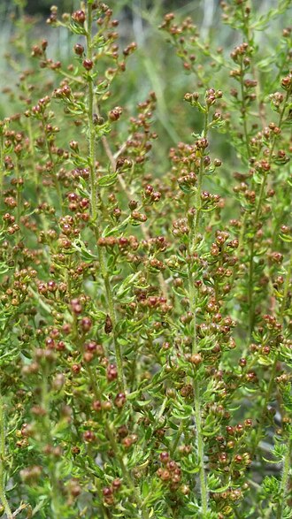 Drysand pinweed: Drysand Pinweed