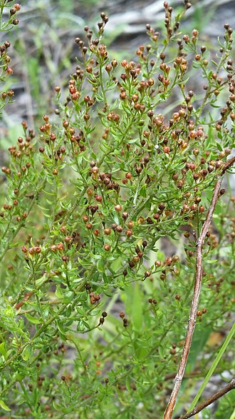 Drysand pinweed: Drysand Pinweed