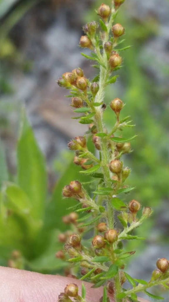 Drysand pinweed (Lechea divaricata)