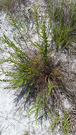 Drysand pinweed: Drysand Pinweed