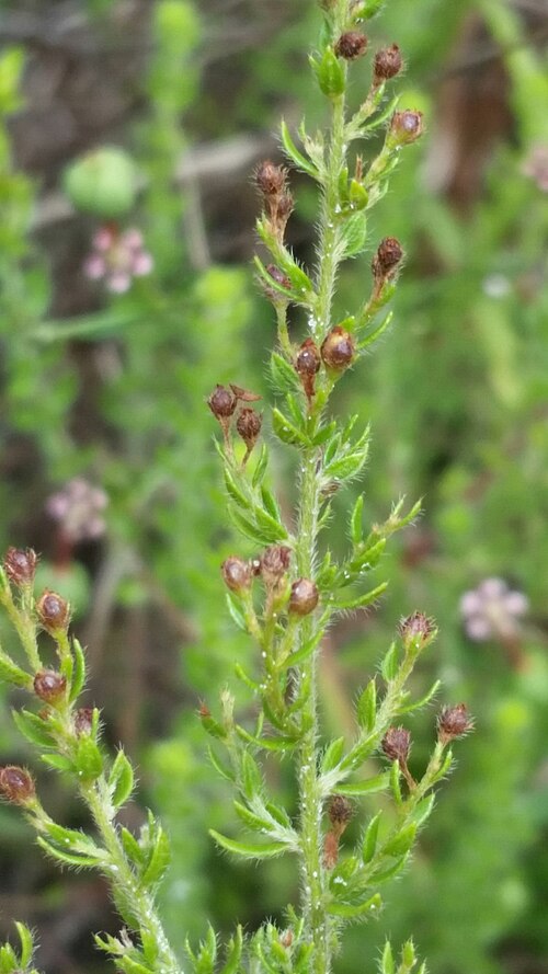 Drysand pinweed: Drysand Pinweed