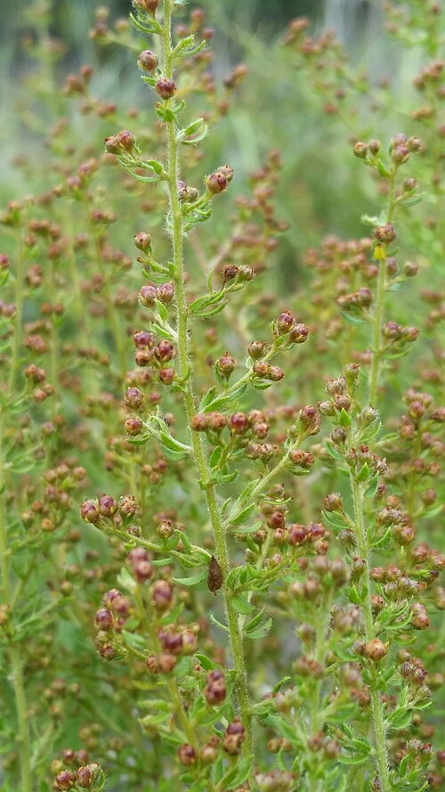 Drysand pinweed: Drysand Pinweed