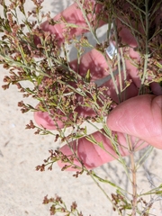 Beach pinweed (Lechea maritima)