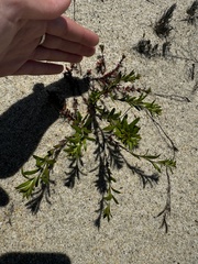 Beach pinweed (Lechea maritima)