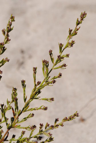 Beach pinweed (Lechea maritima)