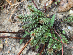 Beach pinweed (Lechea maritima)
