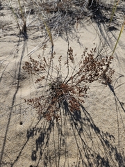 Beach pinweed (Lechea maritima)