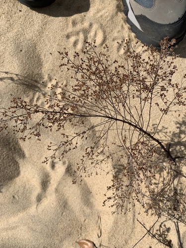 Beach pinweed (Lechea maritima)