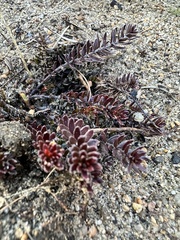 Beach pinweed (Lechea maritima)