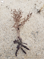 Beach pinweed (Lechea maritima)
